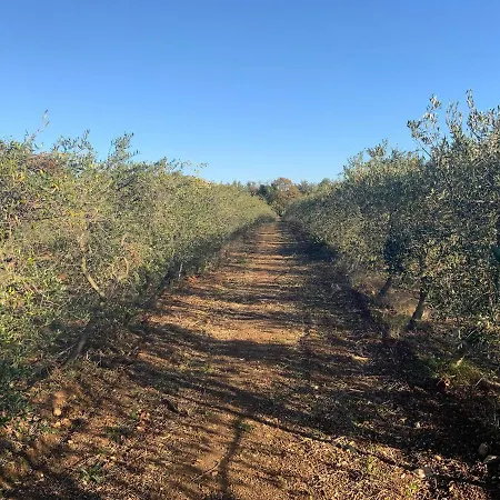 L'oliveraie * Toulouges